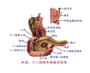 胰腺在人體的哪個部位圖解